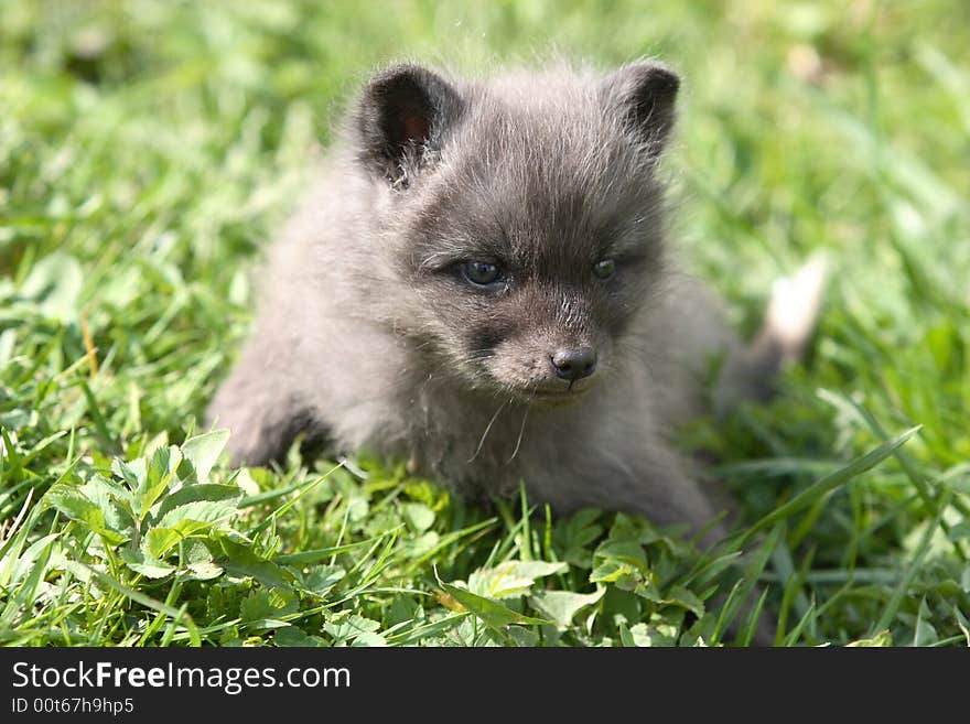 Small grey fox on green grass