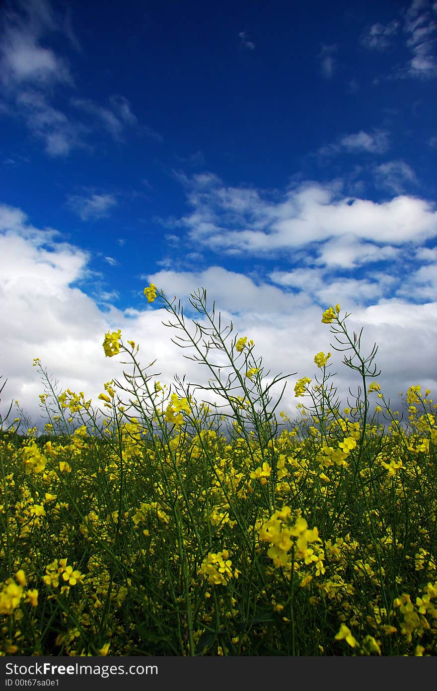 Flowers