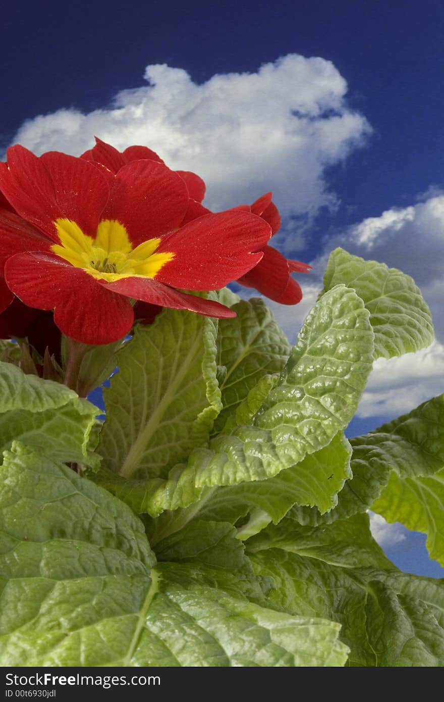 Spring flowers are the first visible sign that spring will soon stop