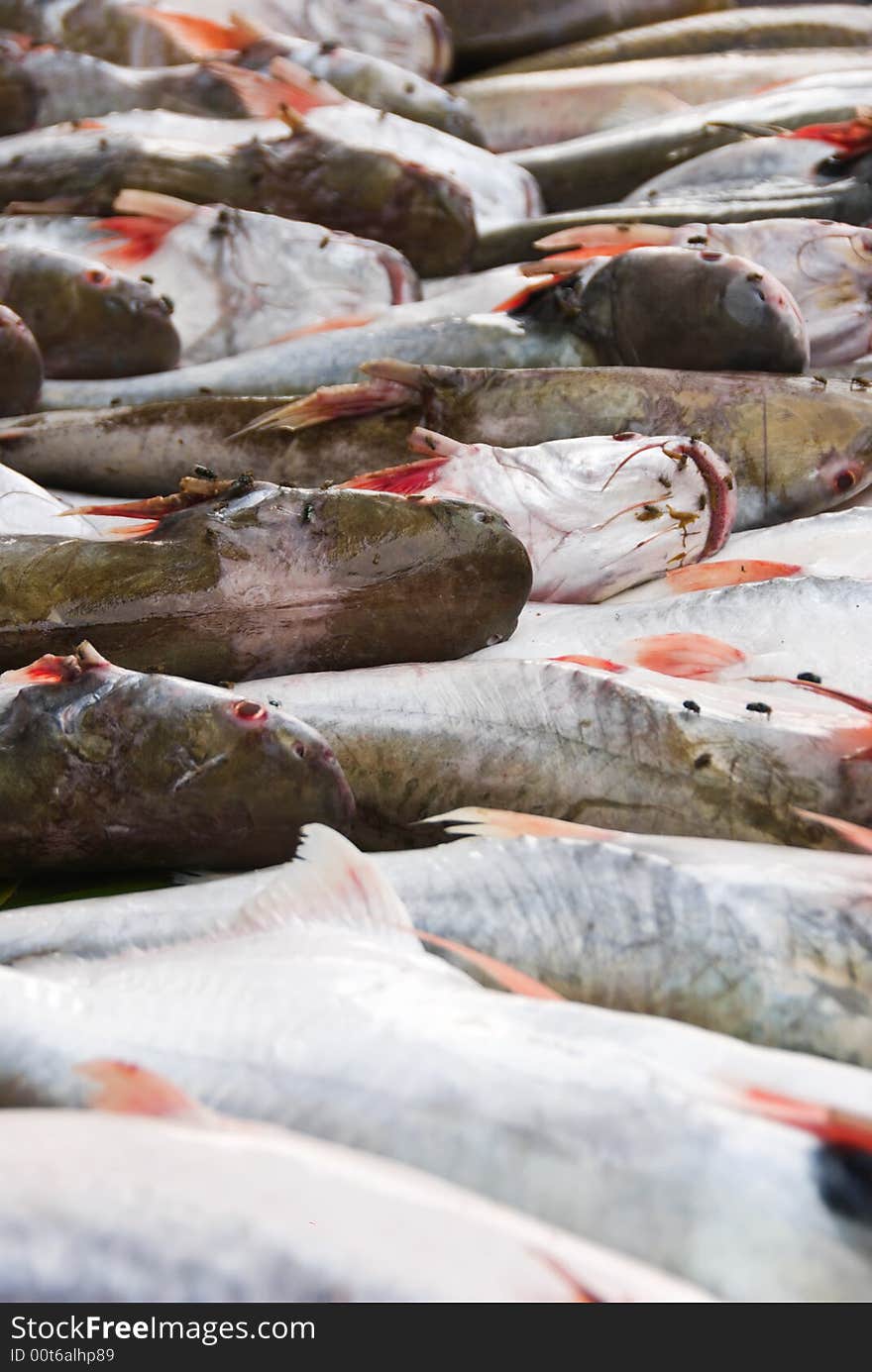 Fish at marketplace for sale