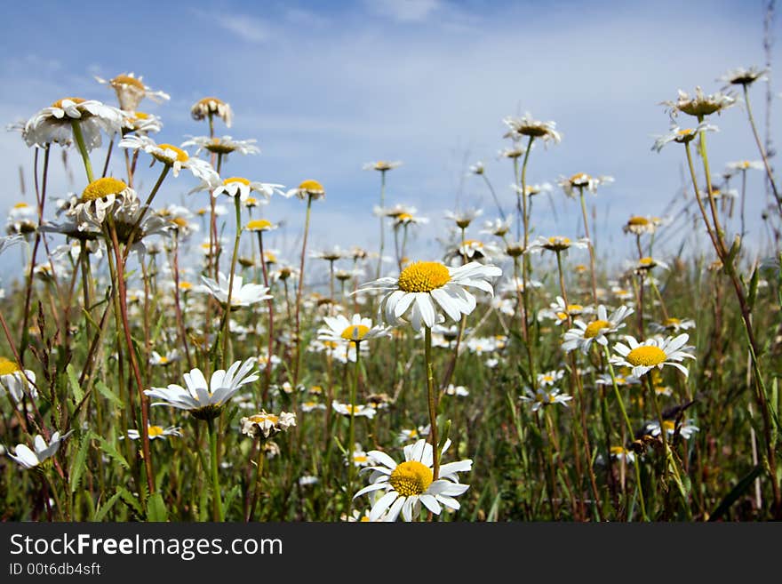 Fild of camomiles at sunny day at nature