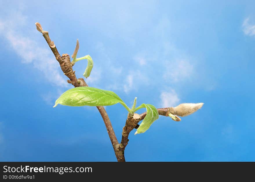 Tree budding