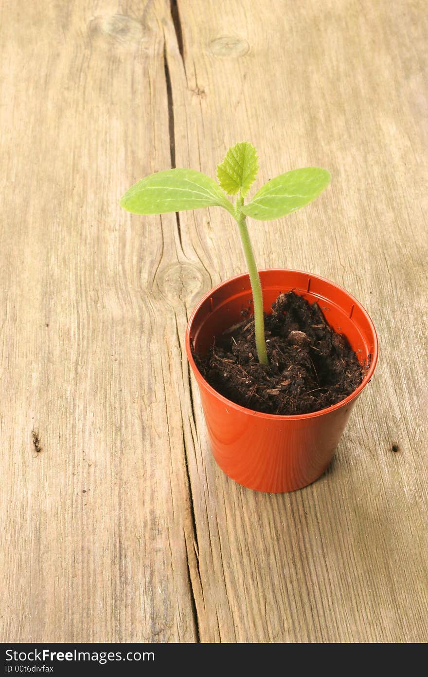 Seedling in pot