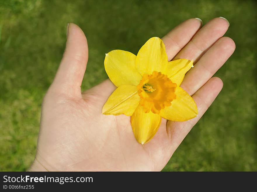 Hand holding flower