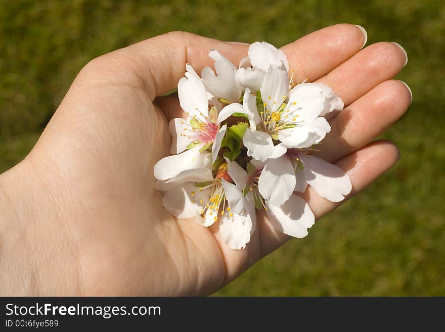 Hand holding flower