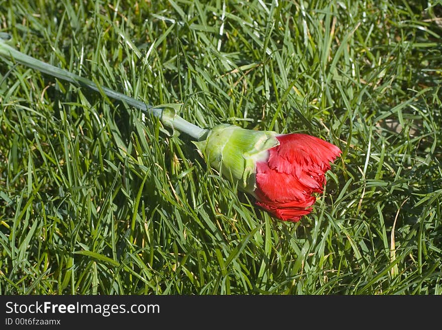 Carnation on a green grass