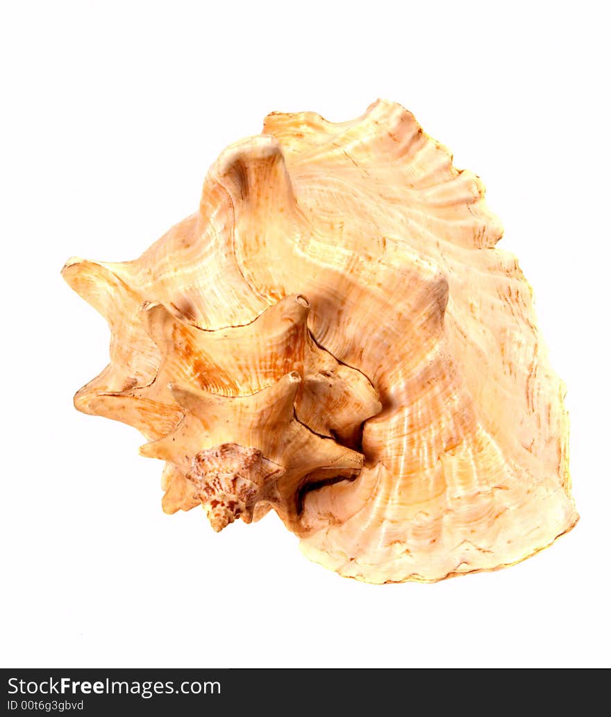 Shell