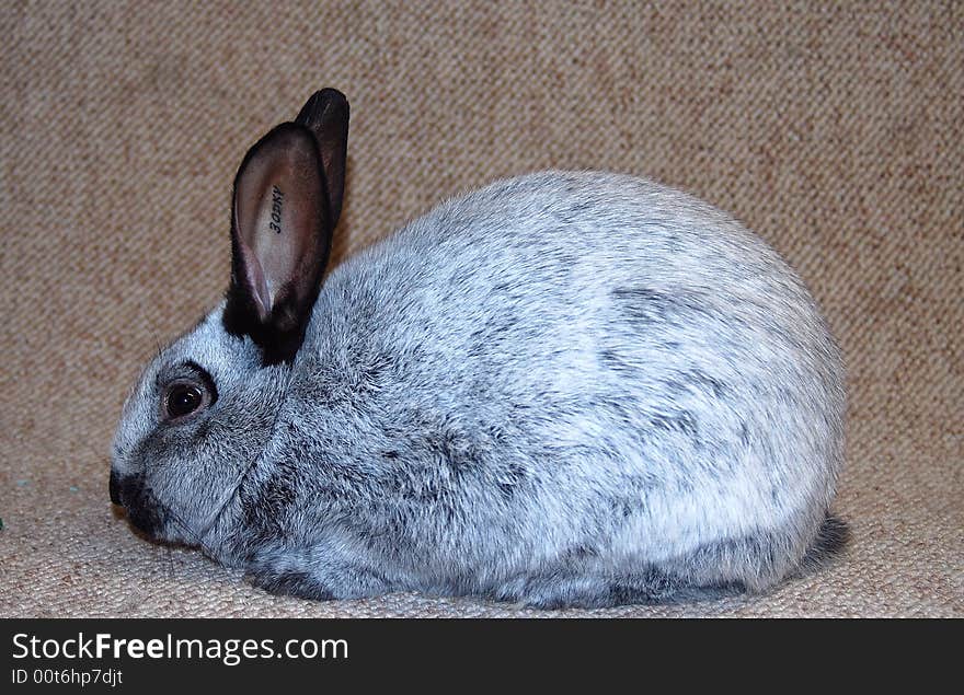 This is a Champagne D' Argent Rabbit. these rabbits are born all Black and turn grey at about 5 months old.