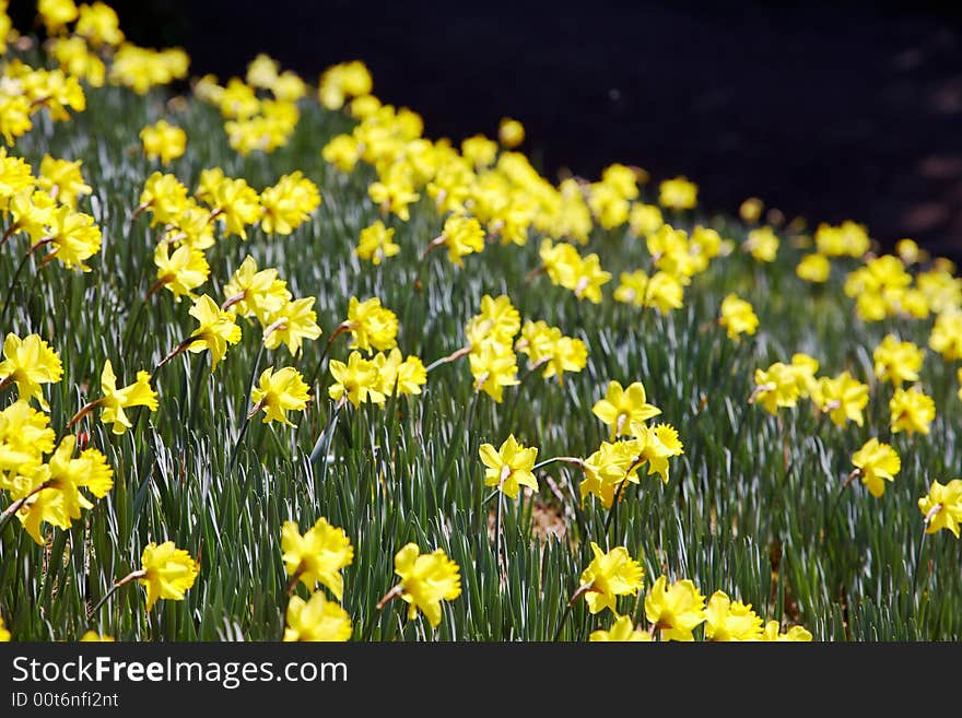 Batch of yellow daffodils (Narcissus) in springtime