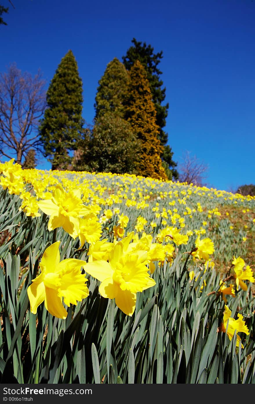 Yellow Daffodils