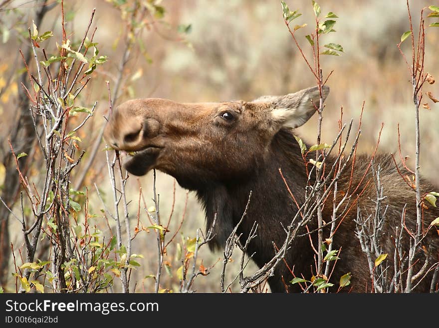 Mother moose feeding in forest