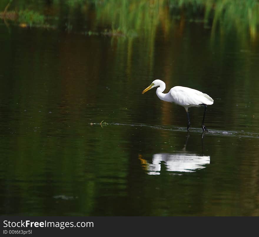 Egret in serach of prey, I love the reflection