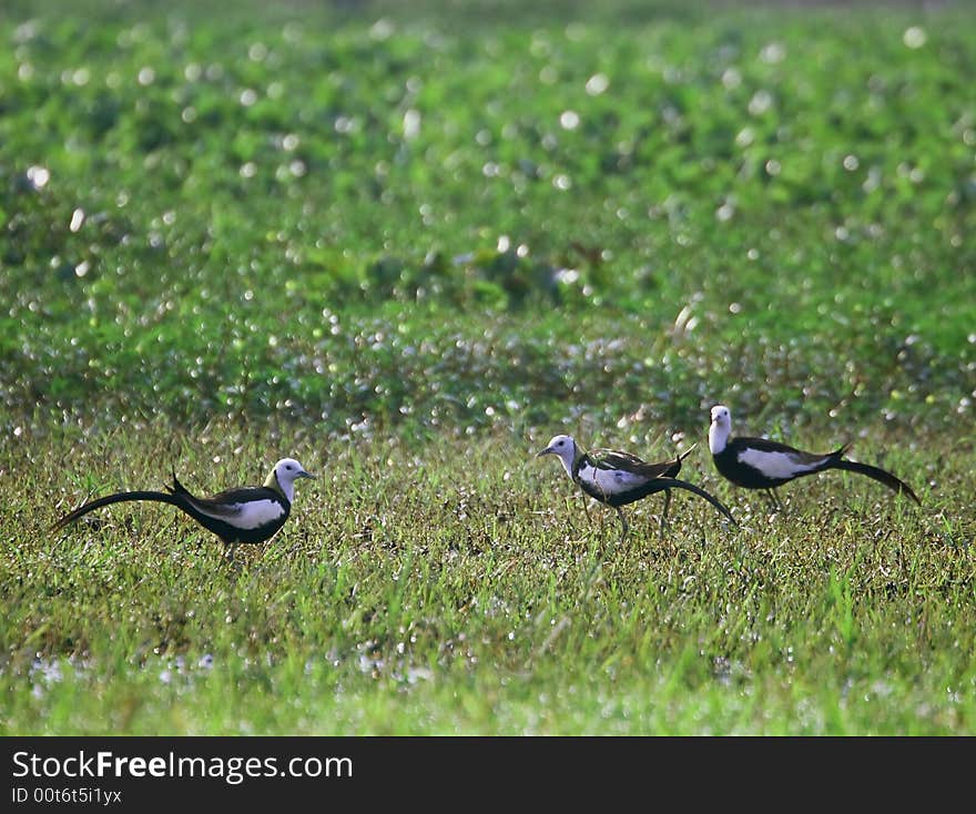 Three birds on the meadow