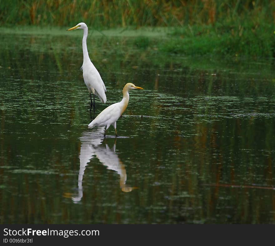 Egrets in serach of prey, I love the reflection