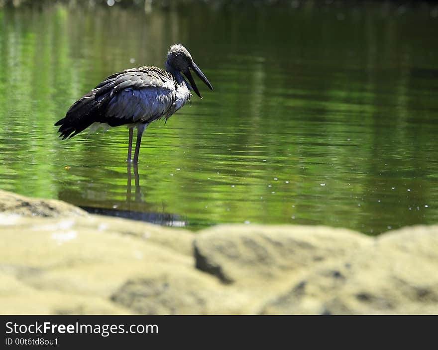 Stork is strolling around for food in the river