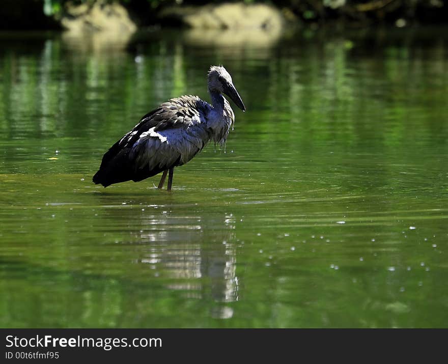 Stork is strolling around for food in the river