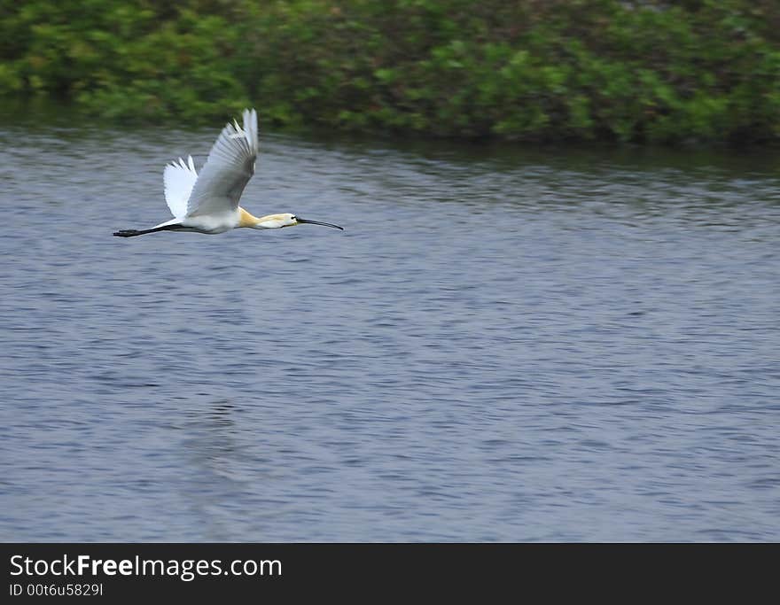 Spoon Bill Stork flying