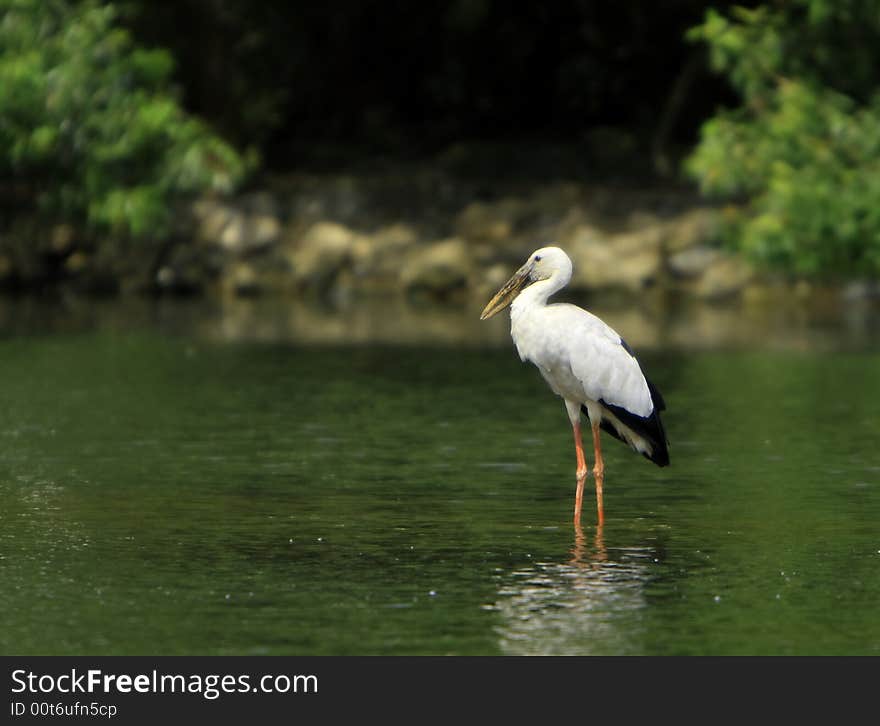 Open bill Stork is strolling around for food