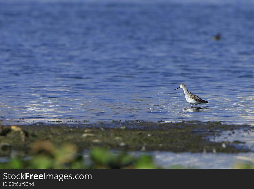 Sandpiper