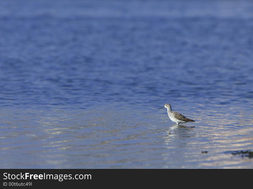 Sandpiper