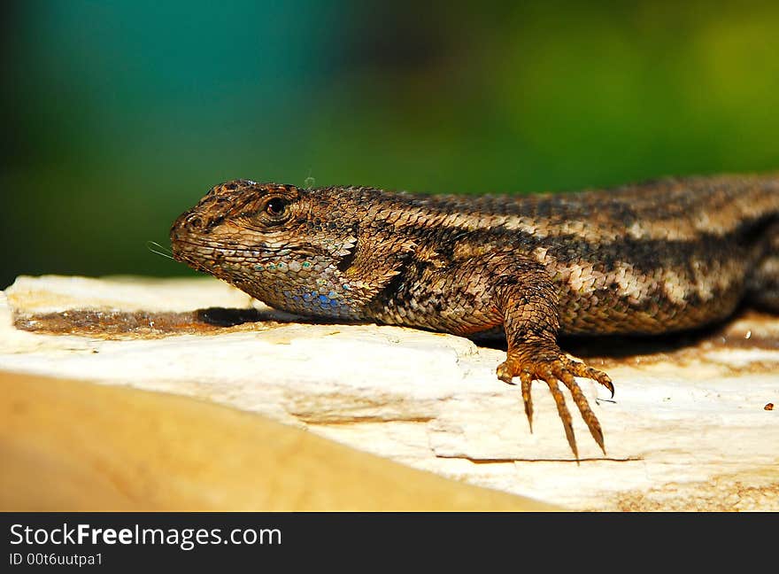 California Bluebelly Lizard