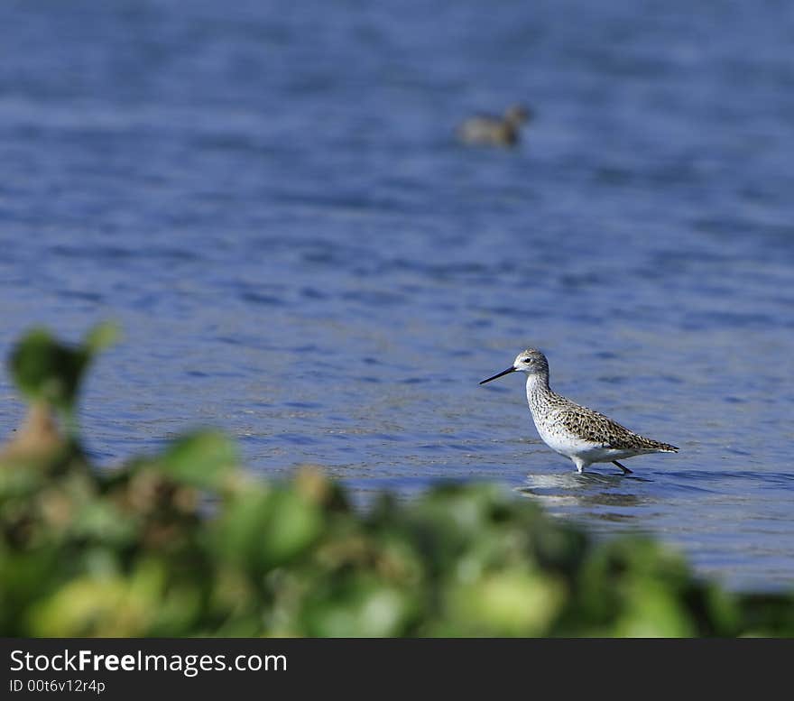 Sandpiper