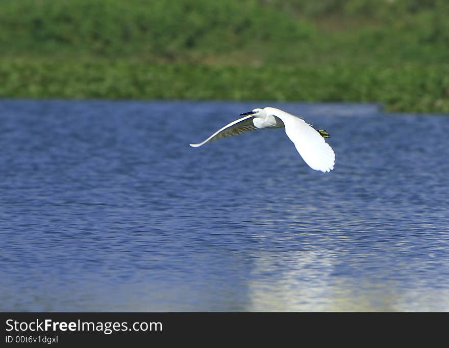 A Egret flying over the blue river