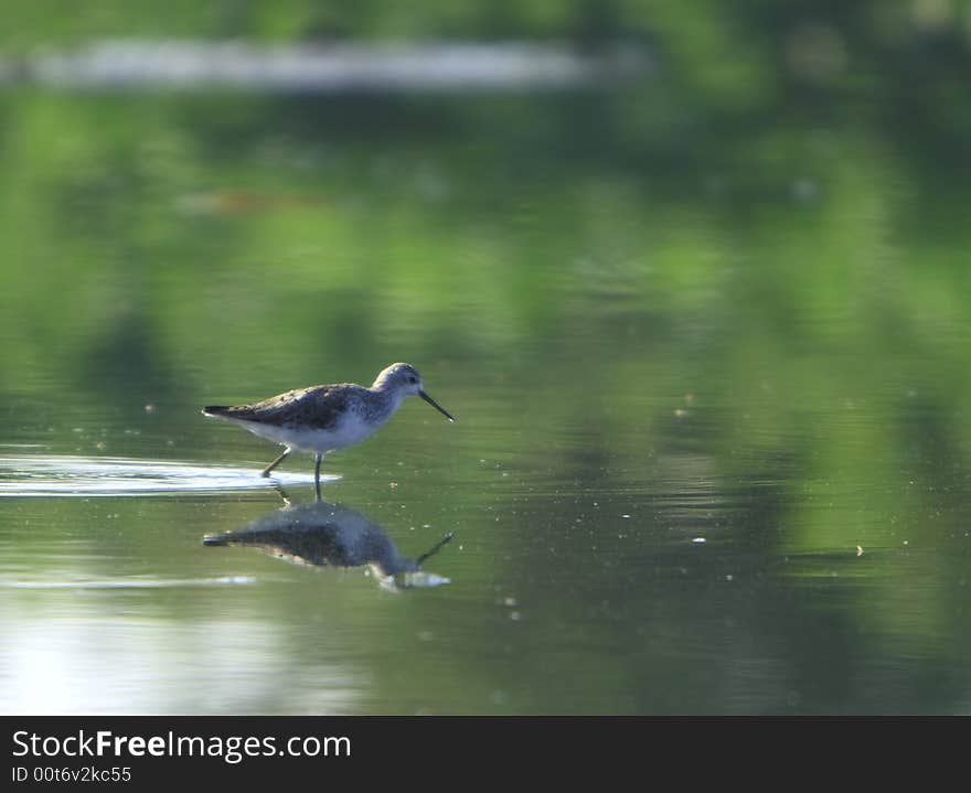 Sandpiper