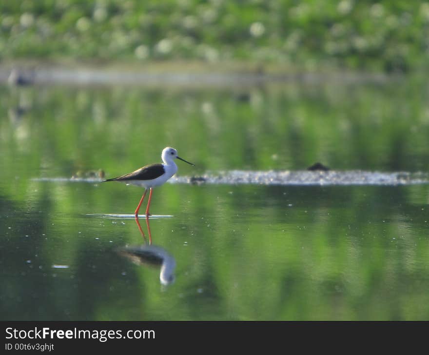 Sandpiper