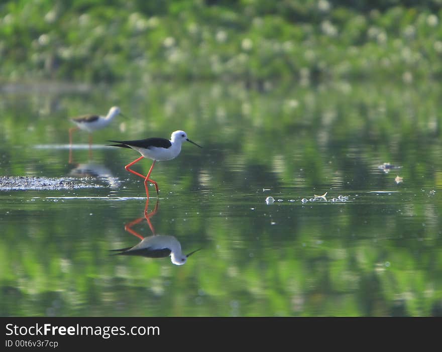 Sandpiper