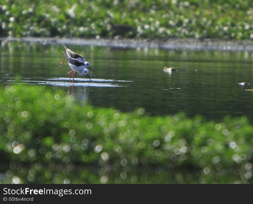 Sandpiper