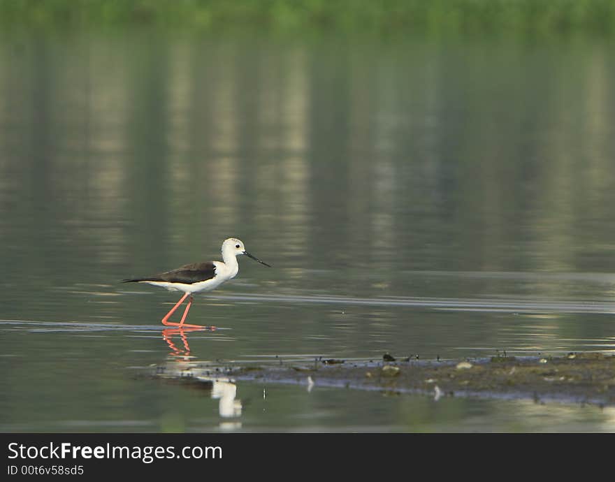 Sandpiper