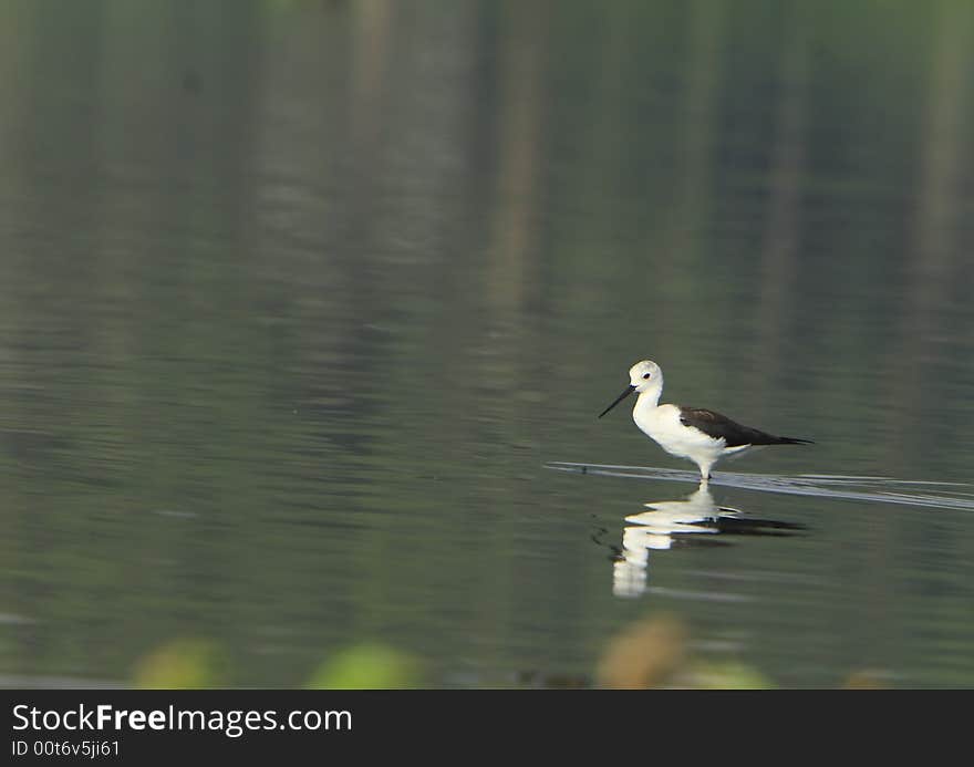 Sandpiper