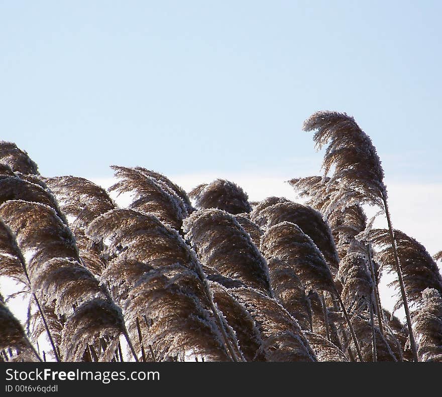 Tall Frosted Grass and Blue Sky