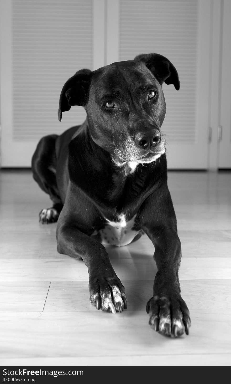 Dog watching intently while waiting for treat. Dog watching intently while waiting for treat