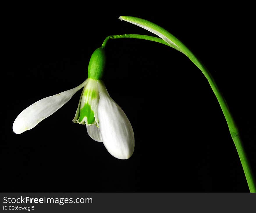 White snowdrop flower isolated on black background. White snowdrop flower isolated on black background.