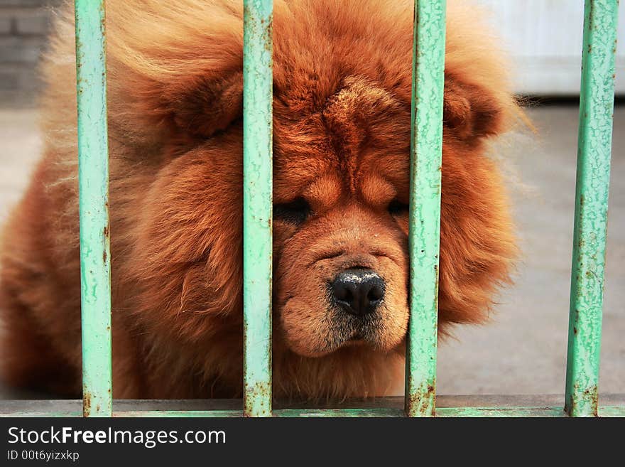 Dog Without Freedom-1