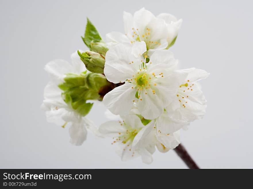 White flowers isolated on grey background