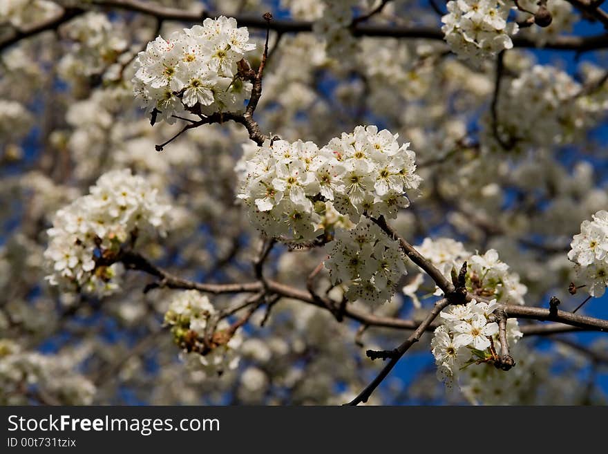 Blooming trees in a spring