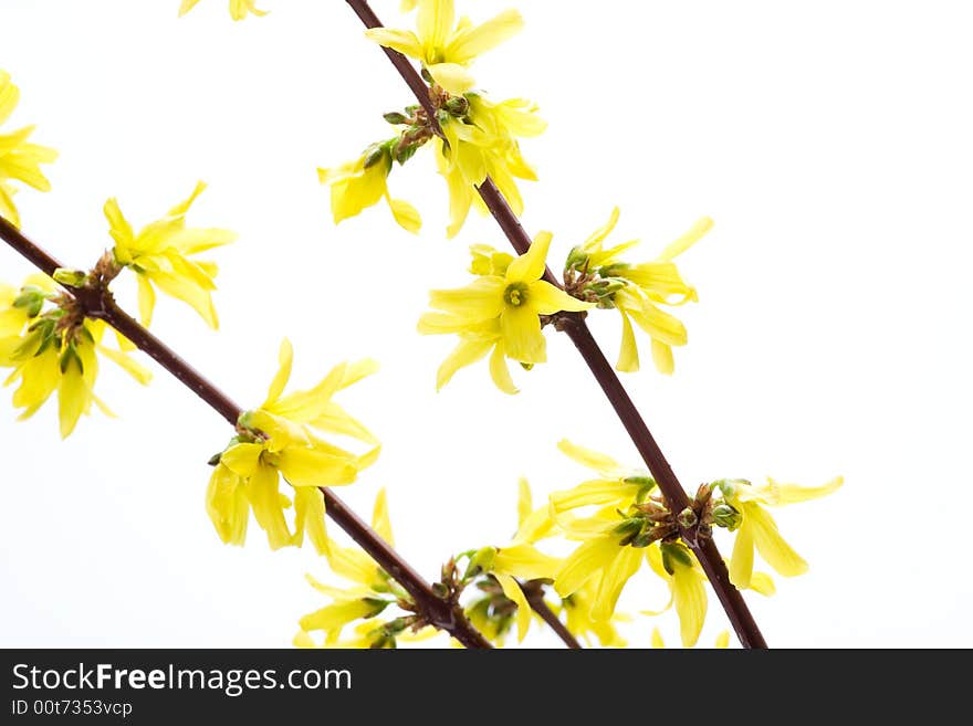 Isolated branches of blooming forsythia