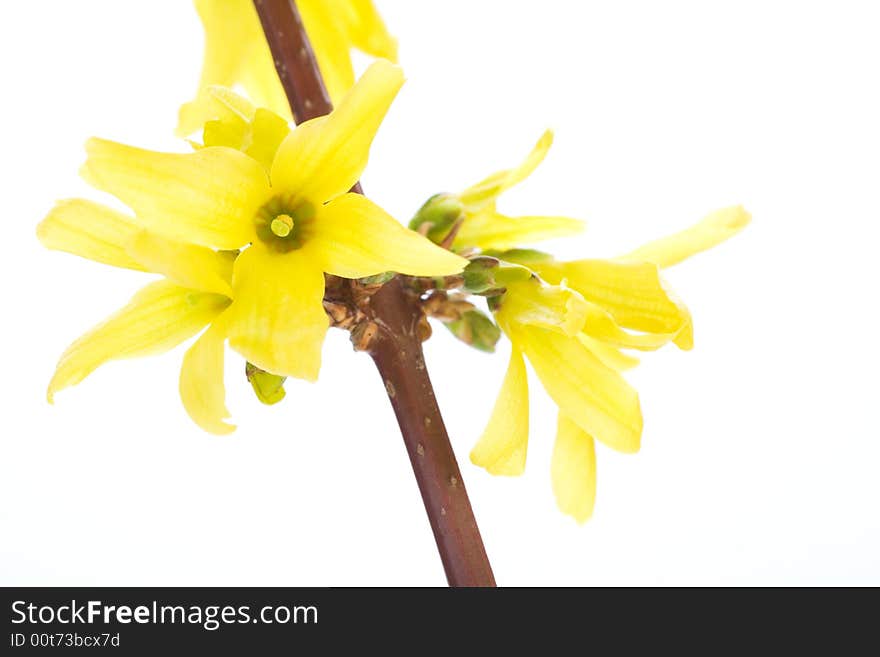 Isolated branches of blooming forsythia