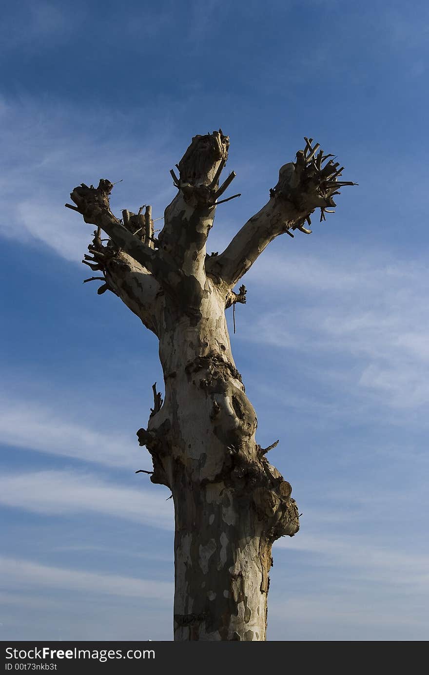 The tree in winter