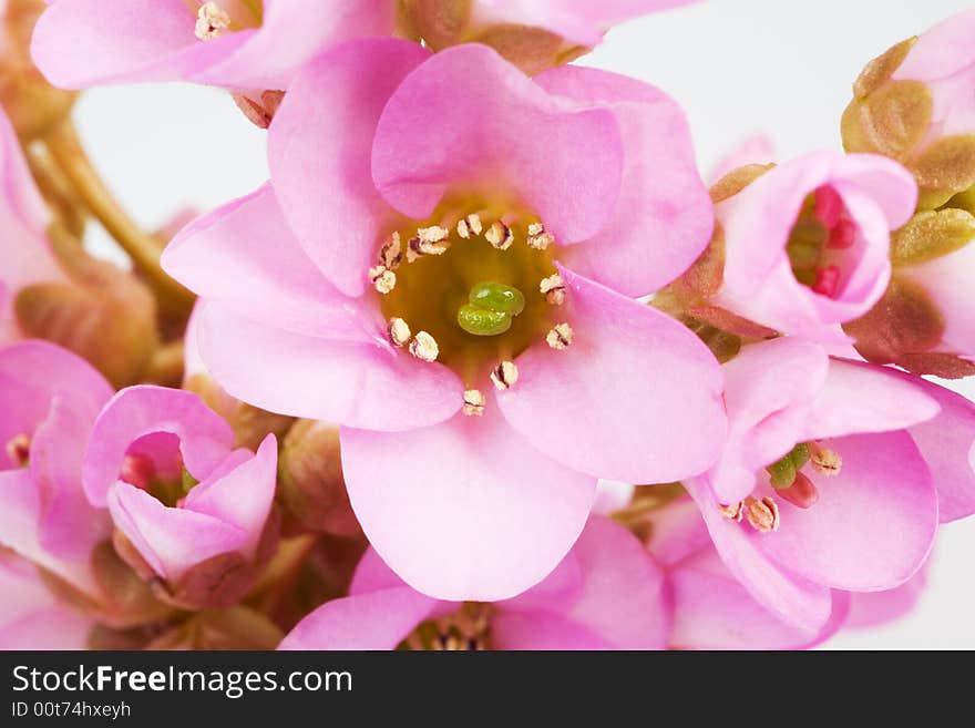 Spring pink flower, isolated on white background