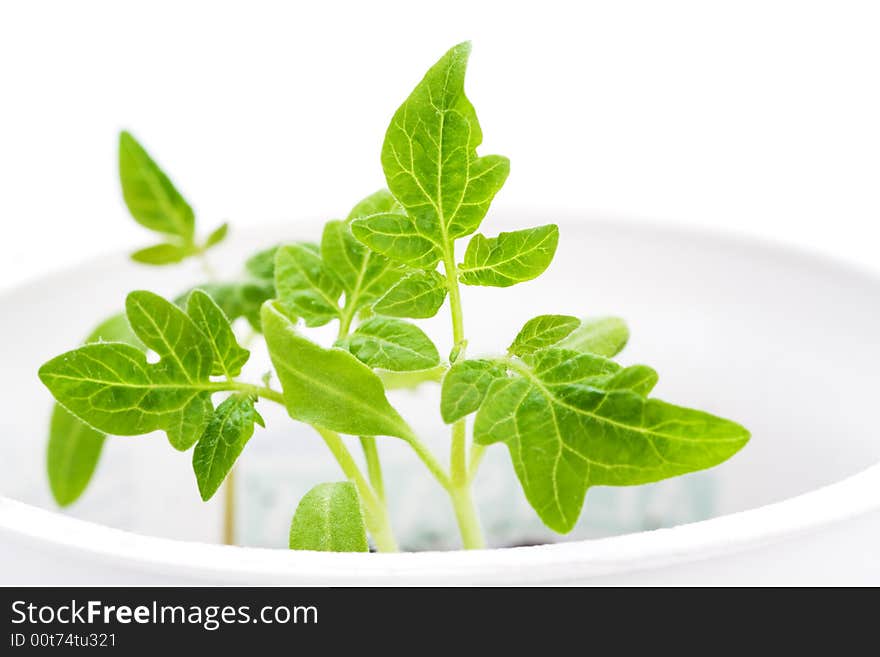 Green plant, isolated on white