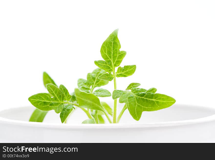 Green plant, isolated on white