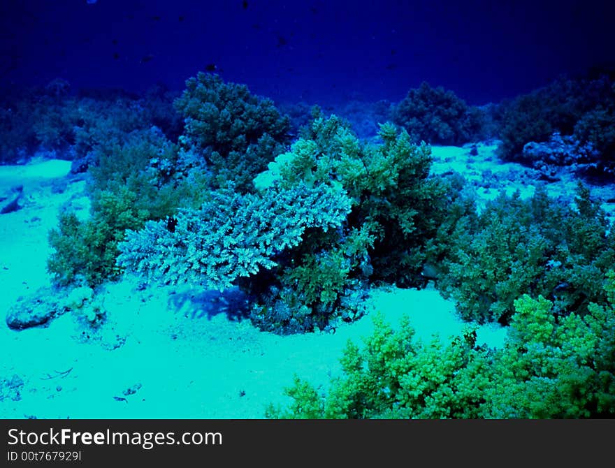 Underwater life of coral reef