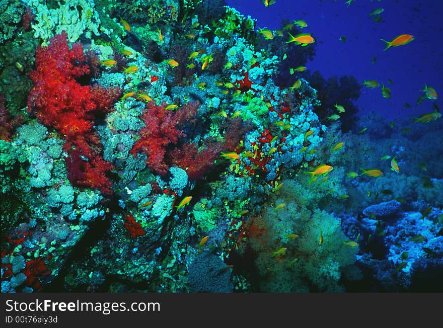 Underwater Life Of Coral Reef