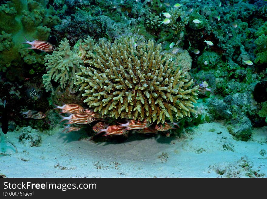 Underwater life of coral reef