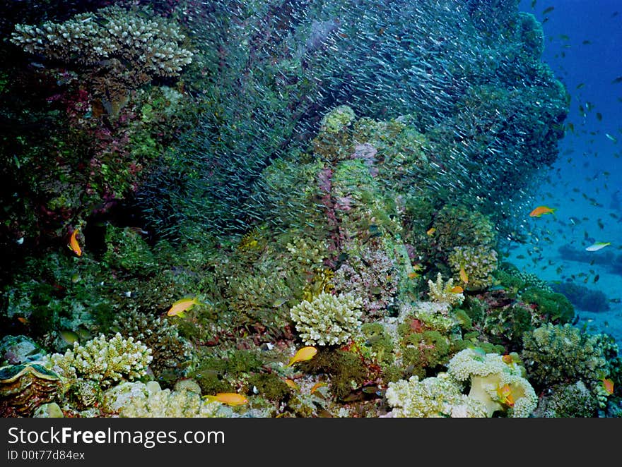 Underwater life of coral reef