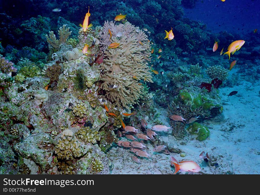 Underwater life of coral reef